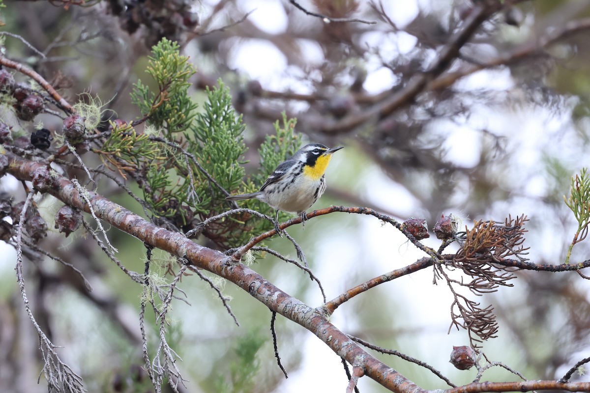 Paruline à gorge jaune - ML647049801