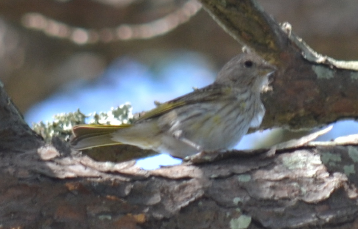 Saffron Finch - ML647049805