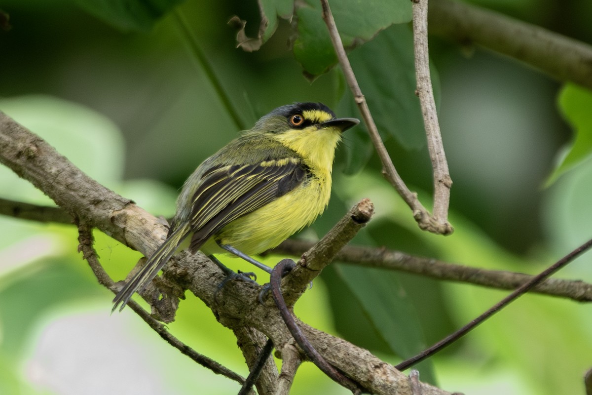 Titirijí Cabecigrís - ML647049806