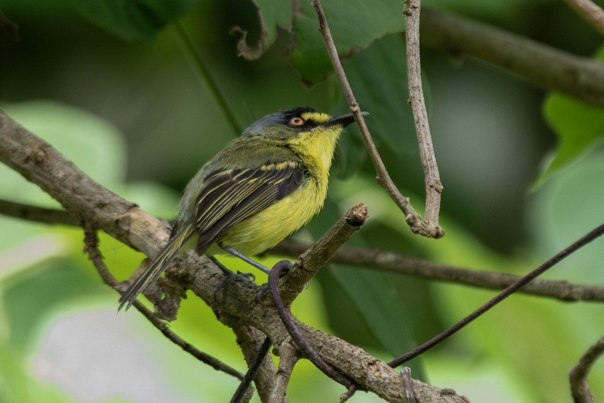 Titirijí Cabecigrís - ML647049807