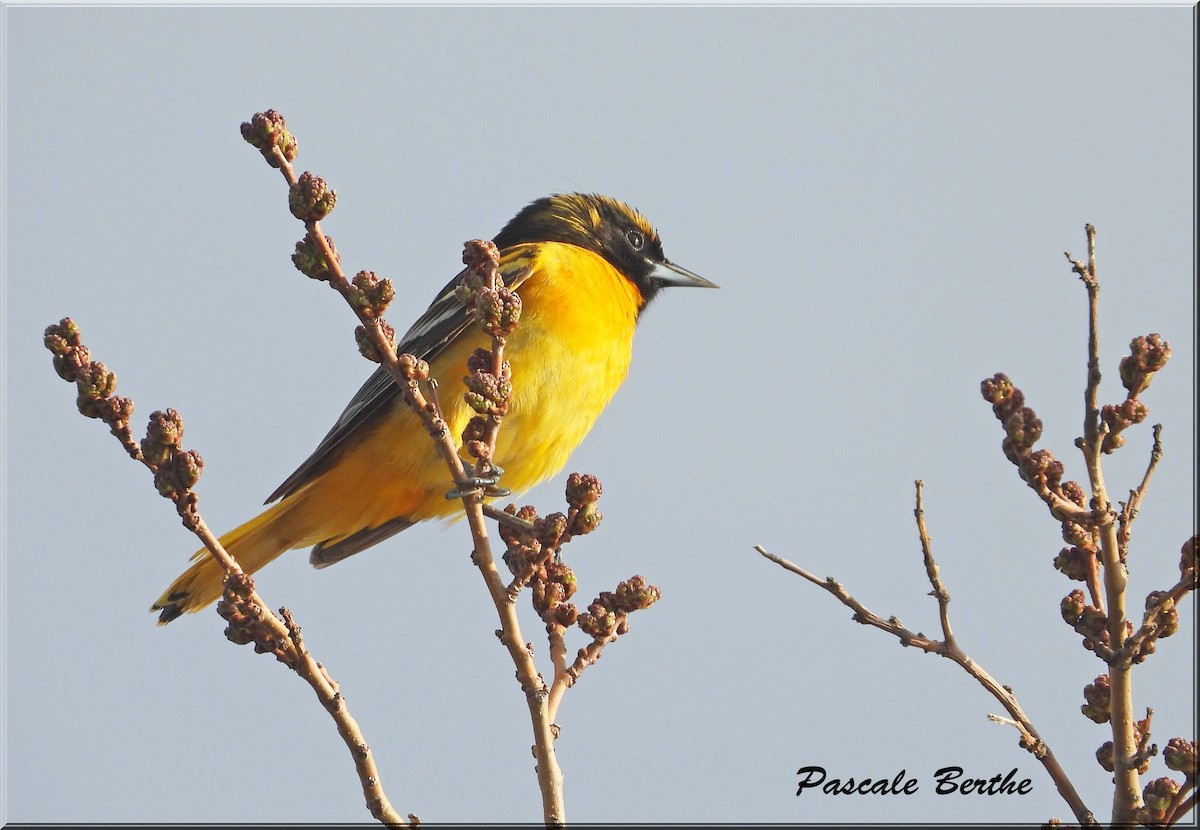 Oriole de Baltimore - ML647049814