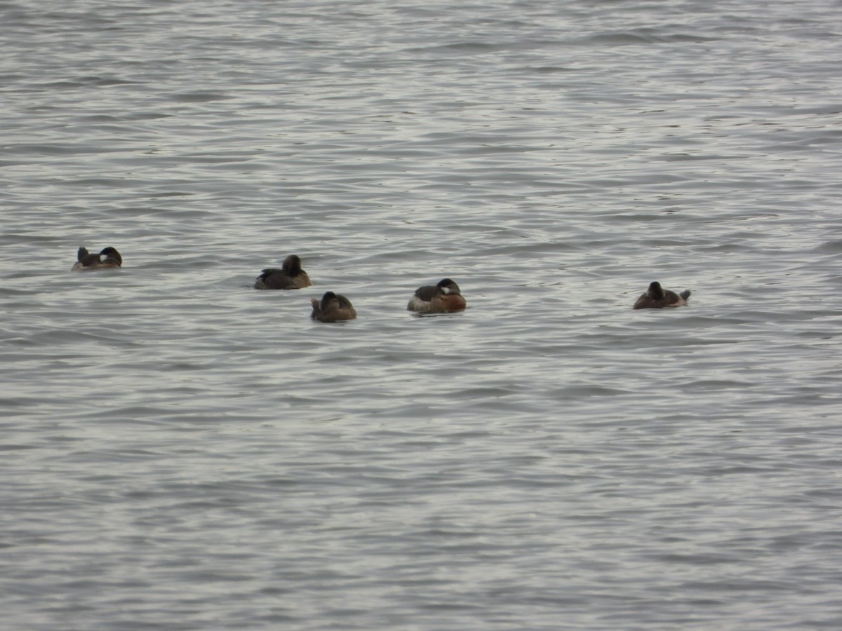 Gobbo della Giamaica - ML647049815