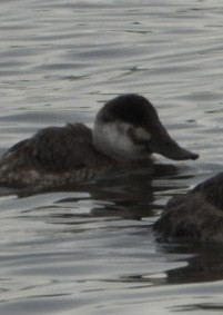 Gobbo della Giamaica - ML647049816