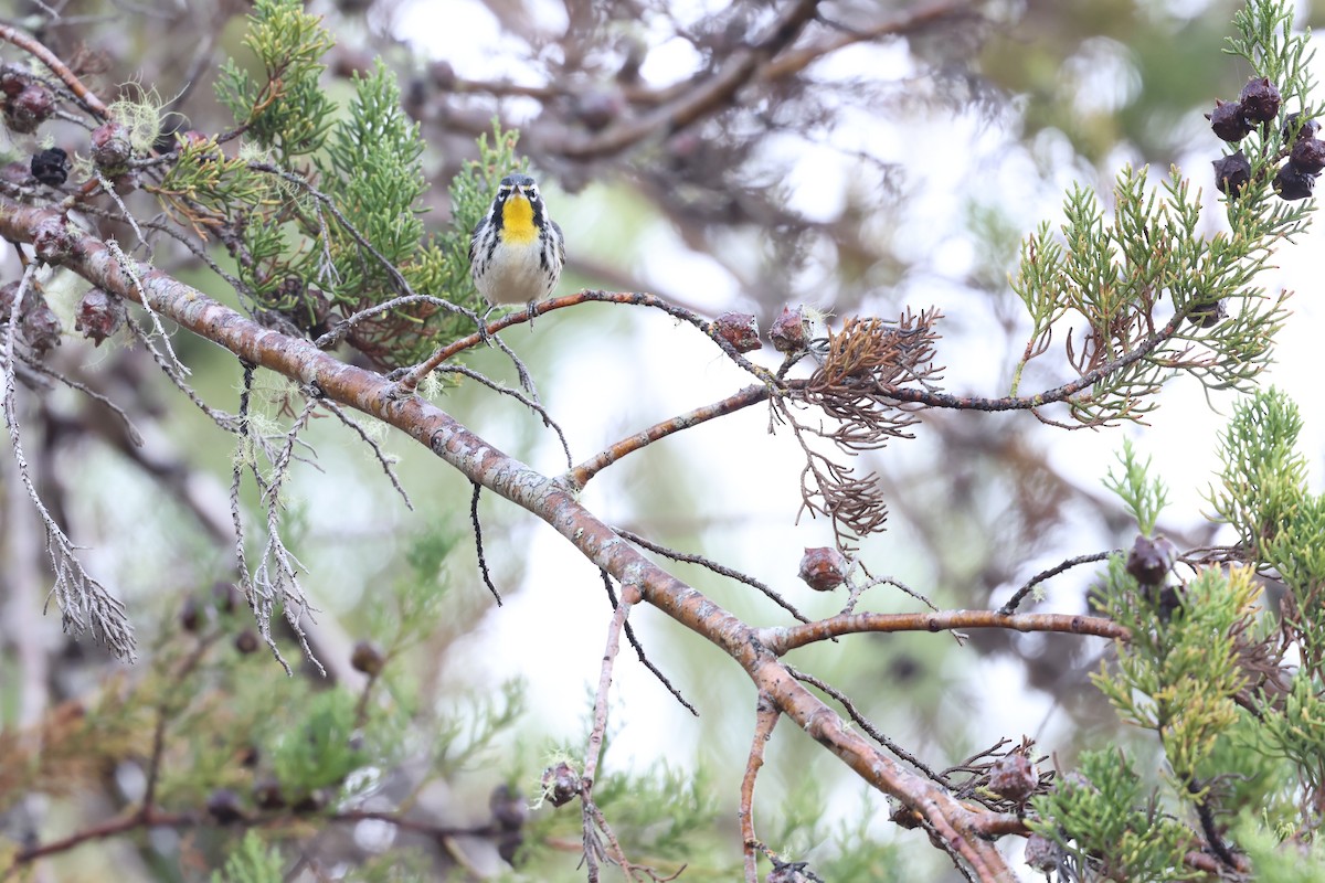 Paruline à gorge jaune - ML647049819