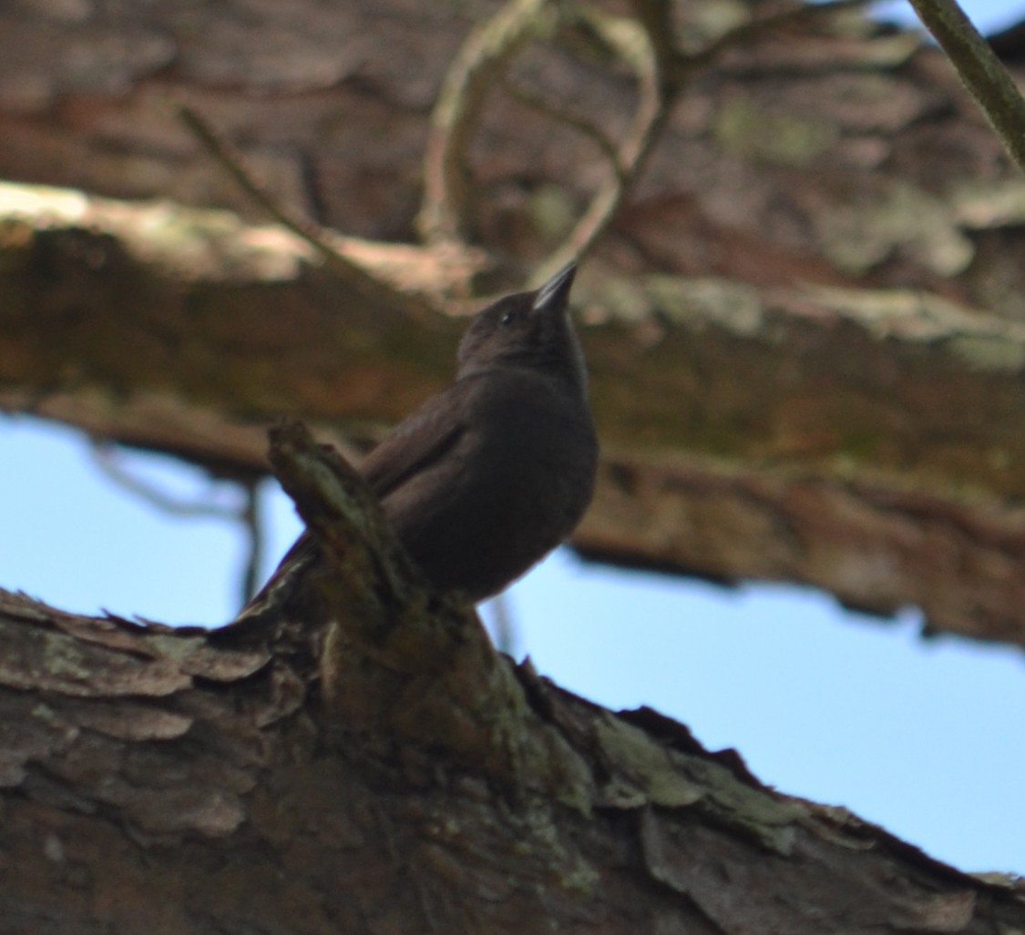 Shiny Cowbird - ML647049825