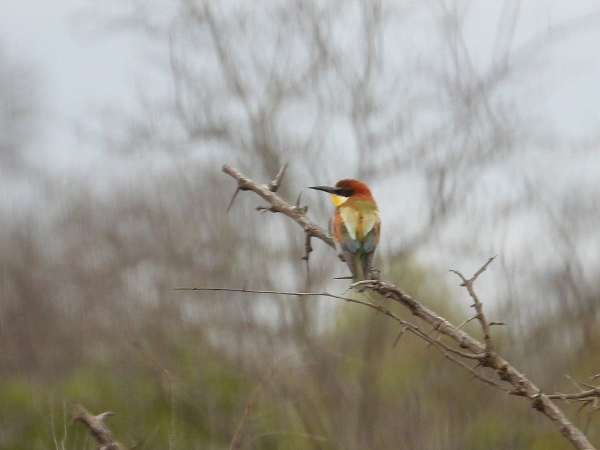 European Bee-eater - ML647049829