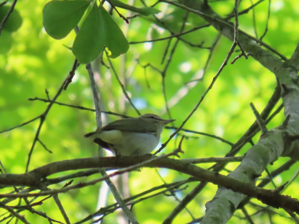 アカメモズモドキ - ML647049831