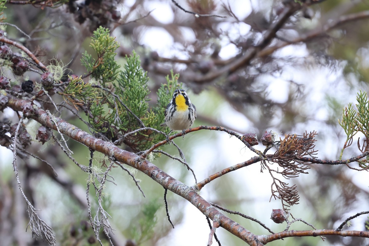 Paruline à gorge jaune - ML647049833