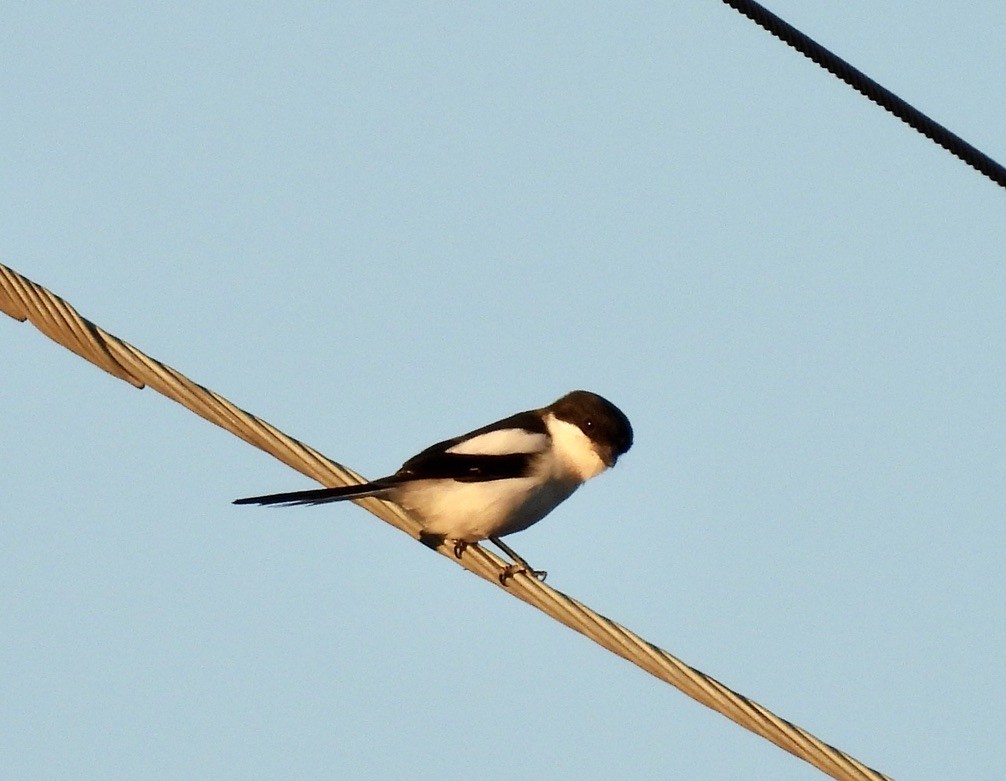 カタジロオナガモズ - ML647049836