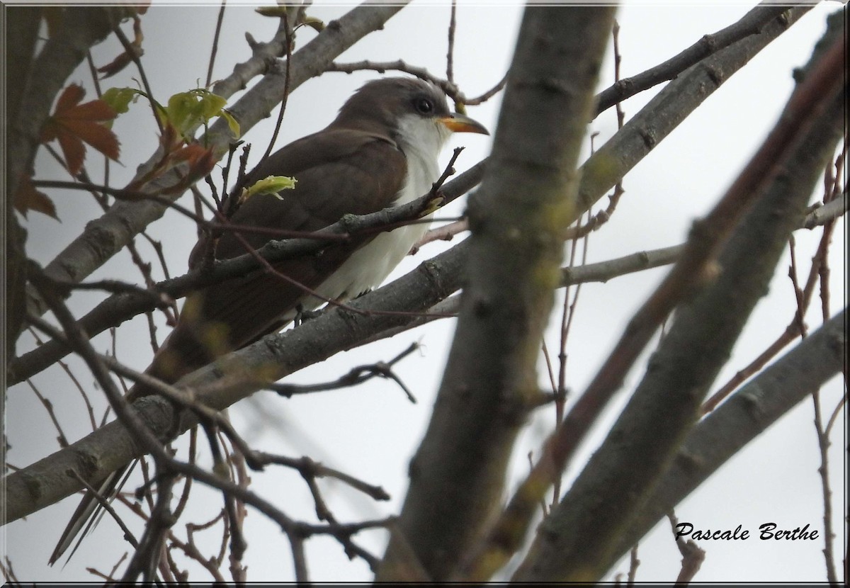 Coulicou à bec jaune - ML647049837