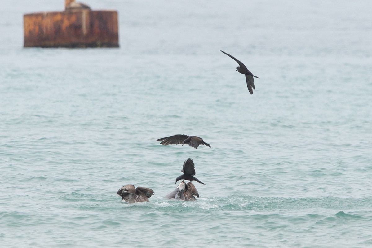 Brown Noddy - ML647049843