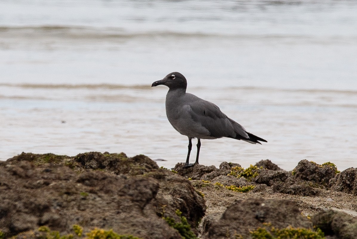 Lava Gull - ML647049845