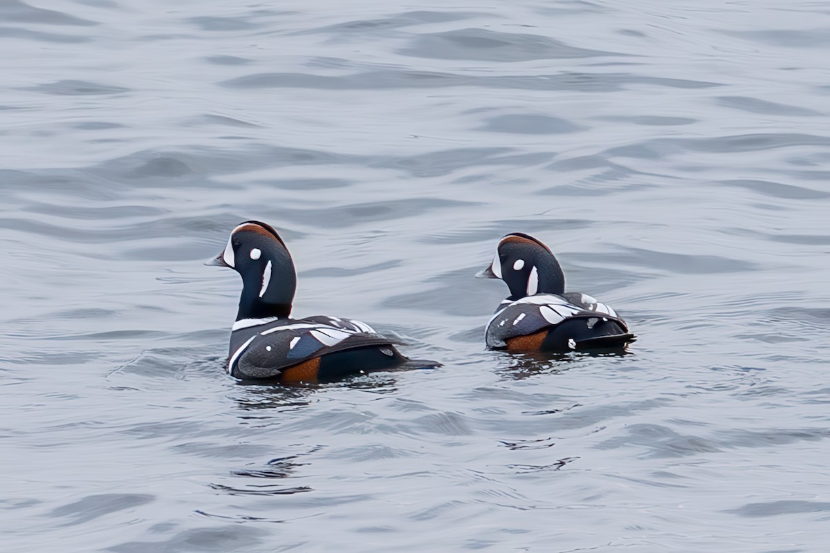 Palyaço Ördeği - ML647049846