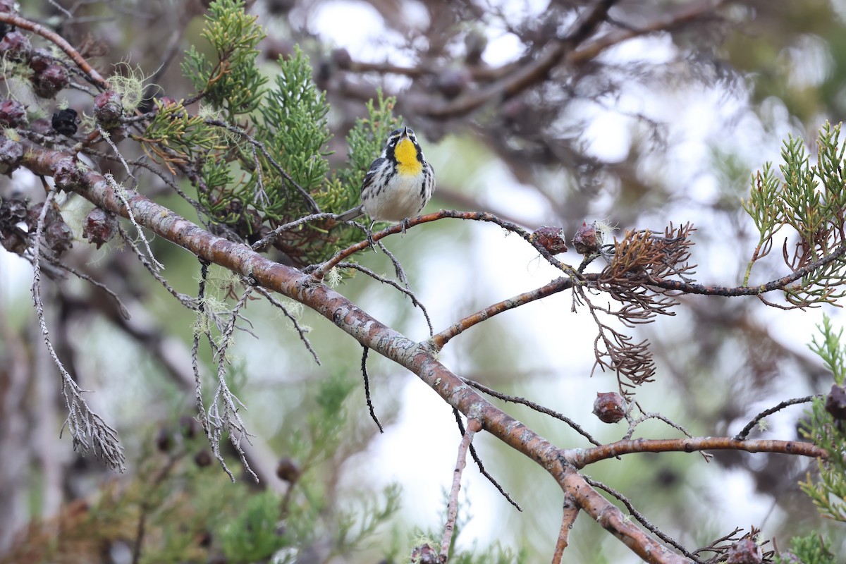 Paruline à gorge jaune - ML647049847