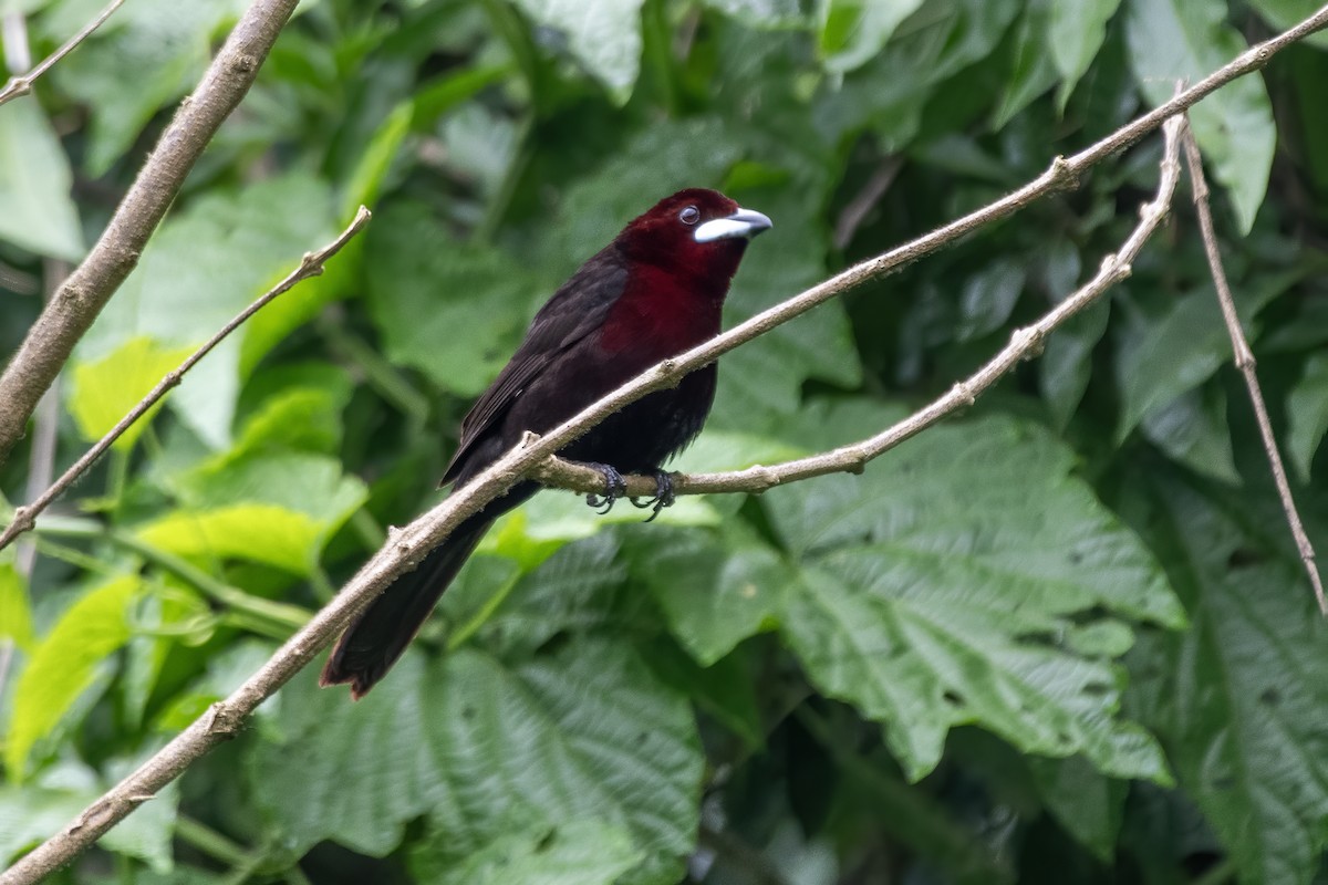 Silver-beaked Tanager - ML647049855