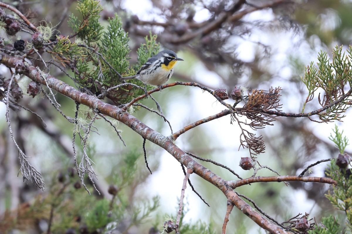 Paruline à gorge jaune - ML647049857