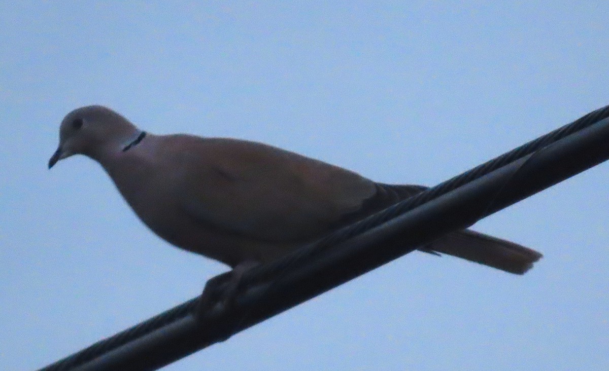 Eurasian Collared-Dove - ML647049860