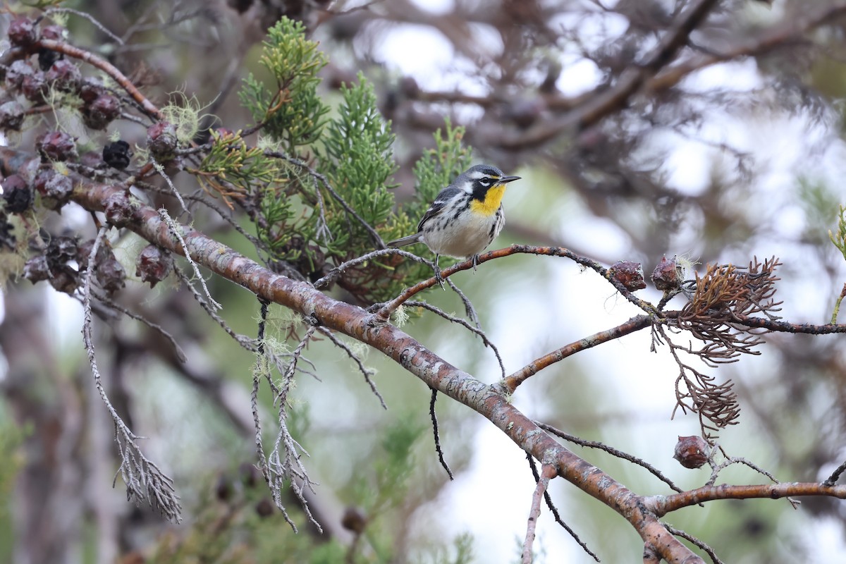 Paruline à gorge jaune - ML647049865