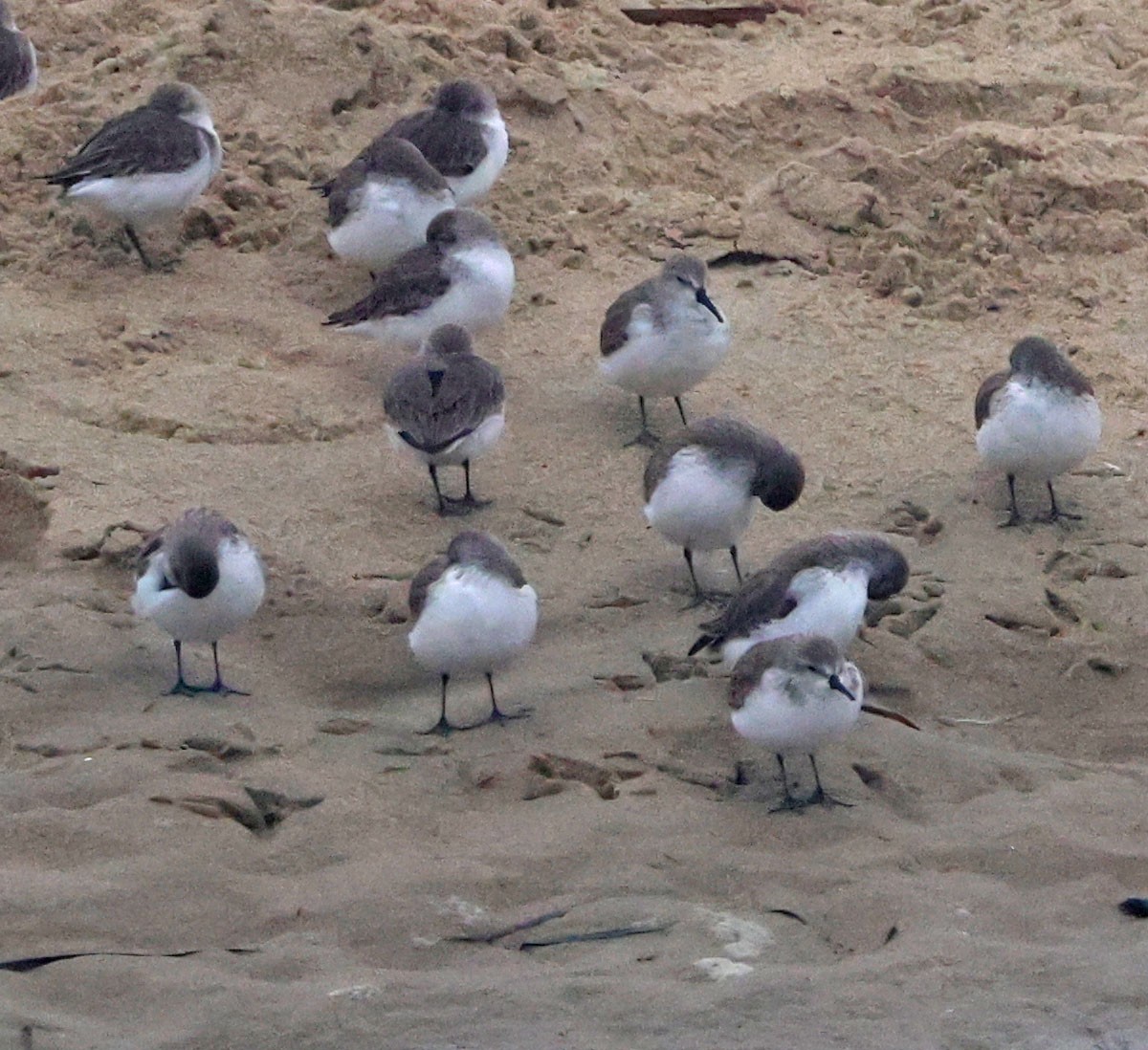 Побережник аляскинський - ML647049866