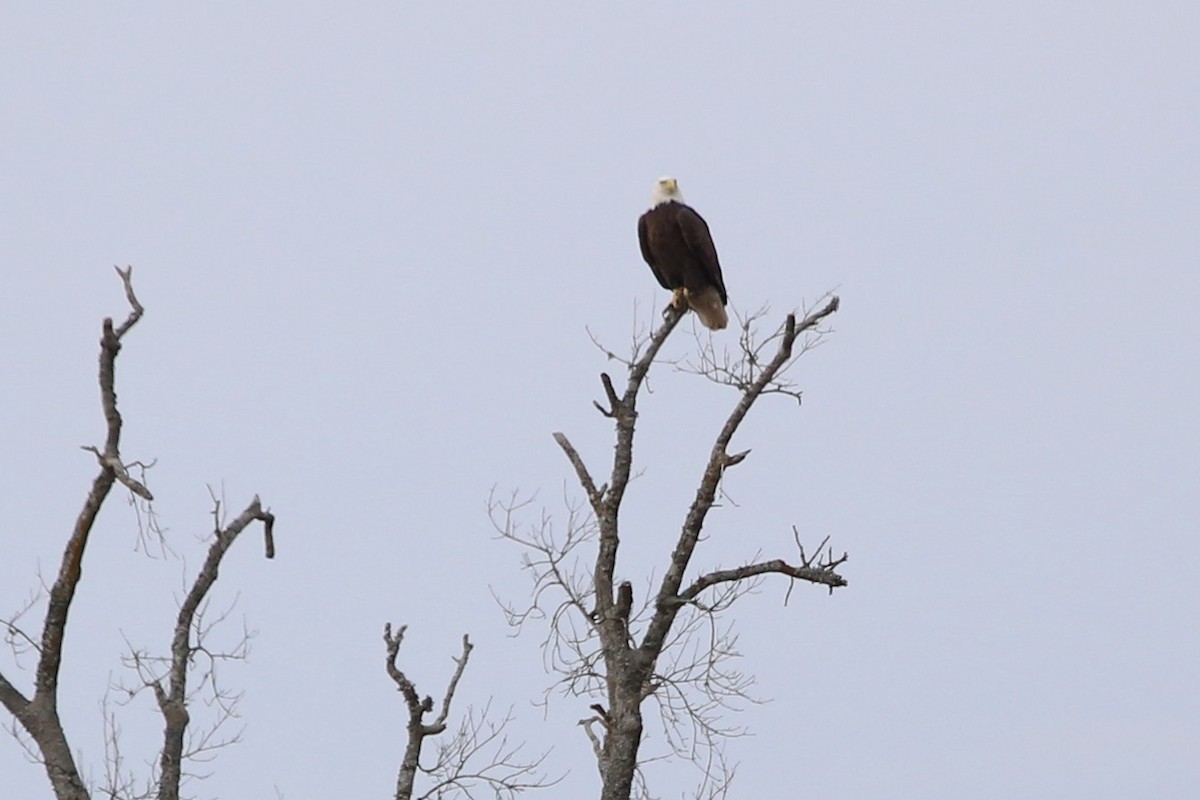 Bald Eagle - ML647049869