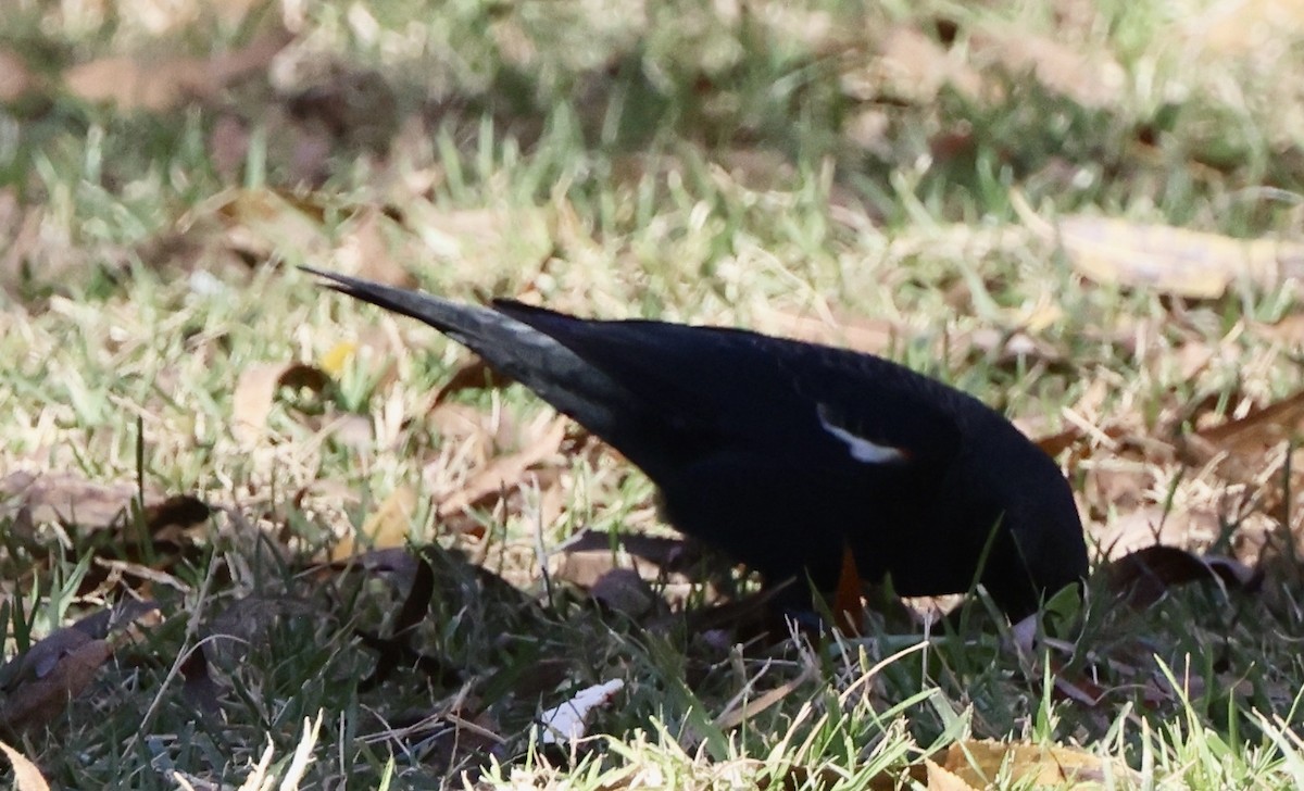 Tricolored Blackbird - ML647049872