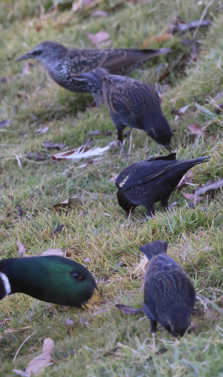 Tricolored Blackbird - ML647049873