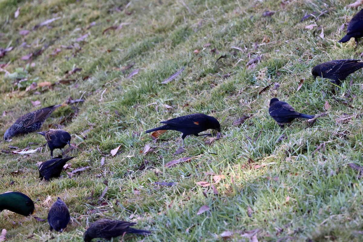 Tricolored Blackbird - ML647049874