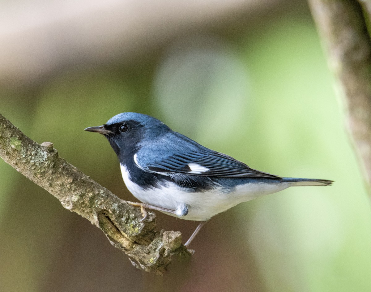 Black-throated Blue Warbler - ML647049875