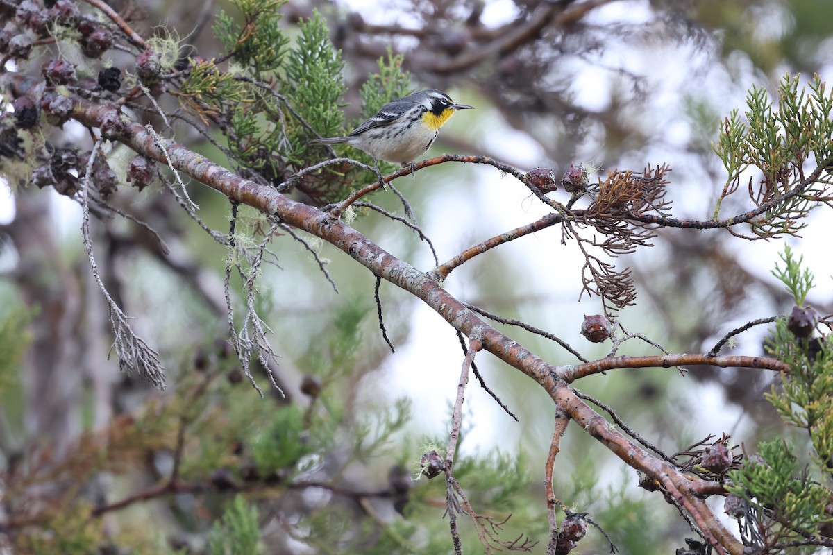Paruline à gorge jaune - ML647049877