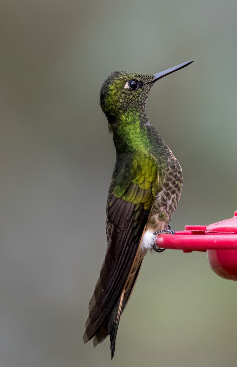 Buff-tailed Coronet - ML647049878