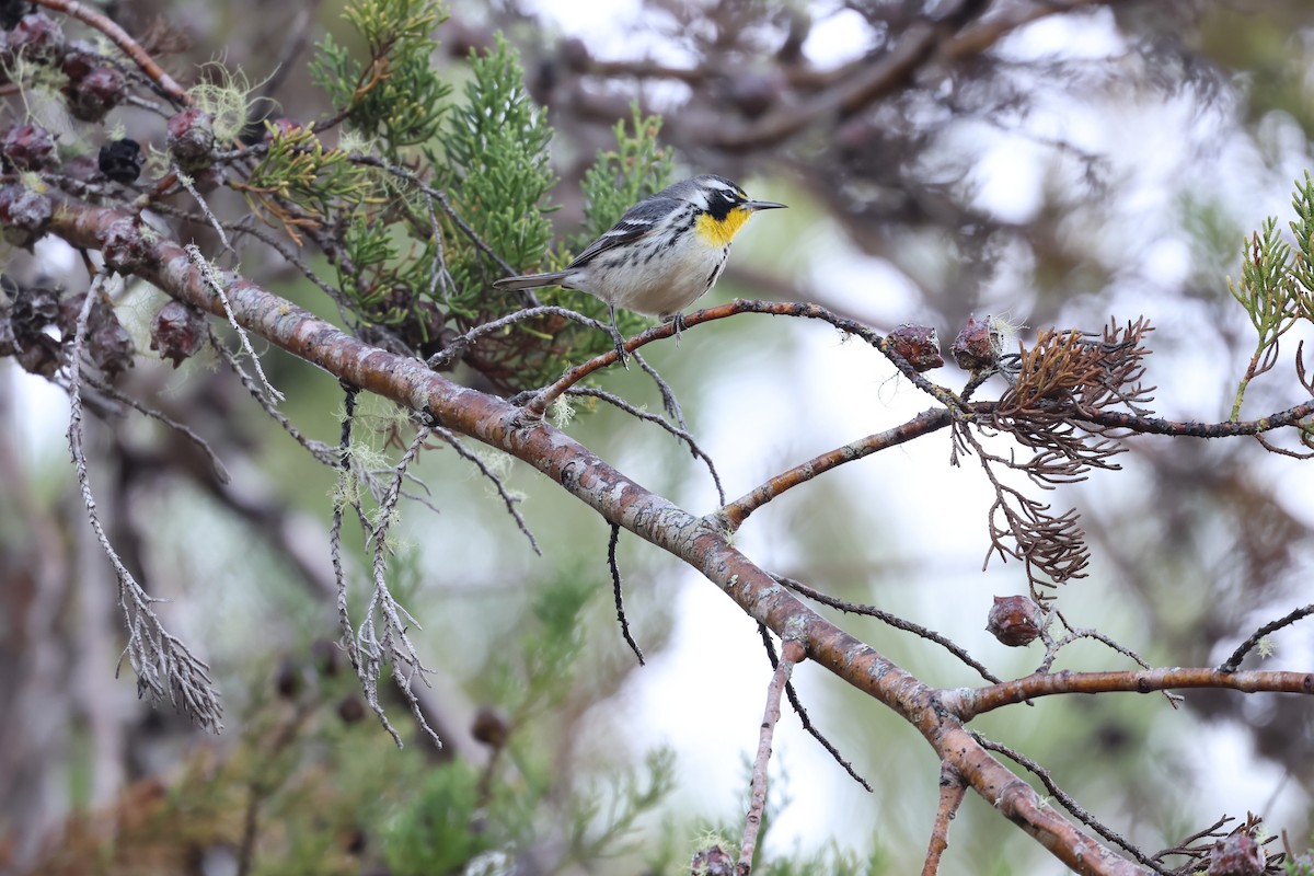 Paruline à gorge jaune - ML647049888