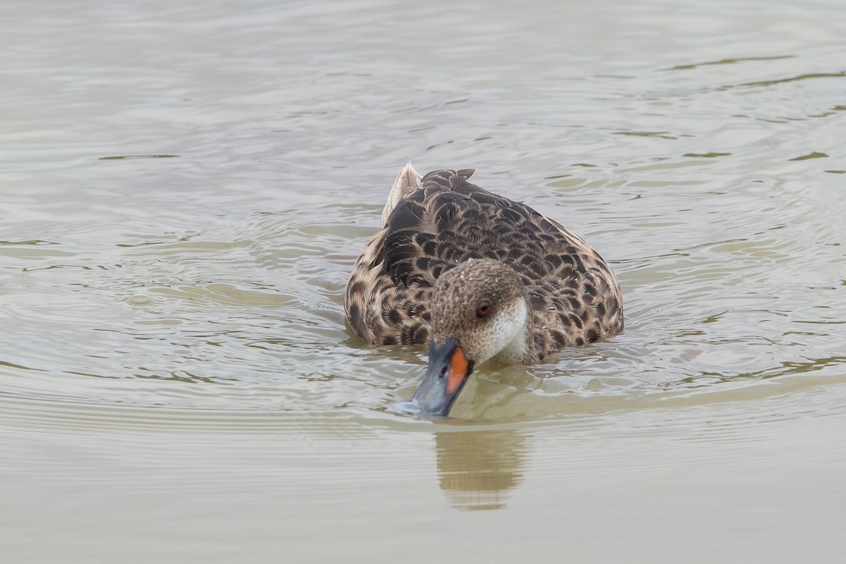 White-cheeked Pintail - ML647049892