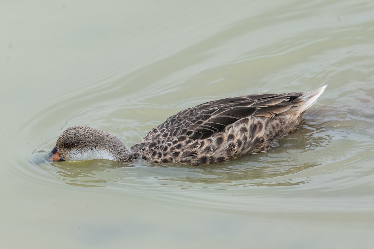White-cheeked Pintail - ML647049893