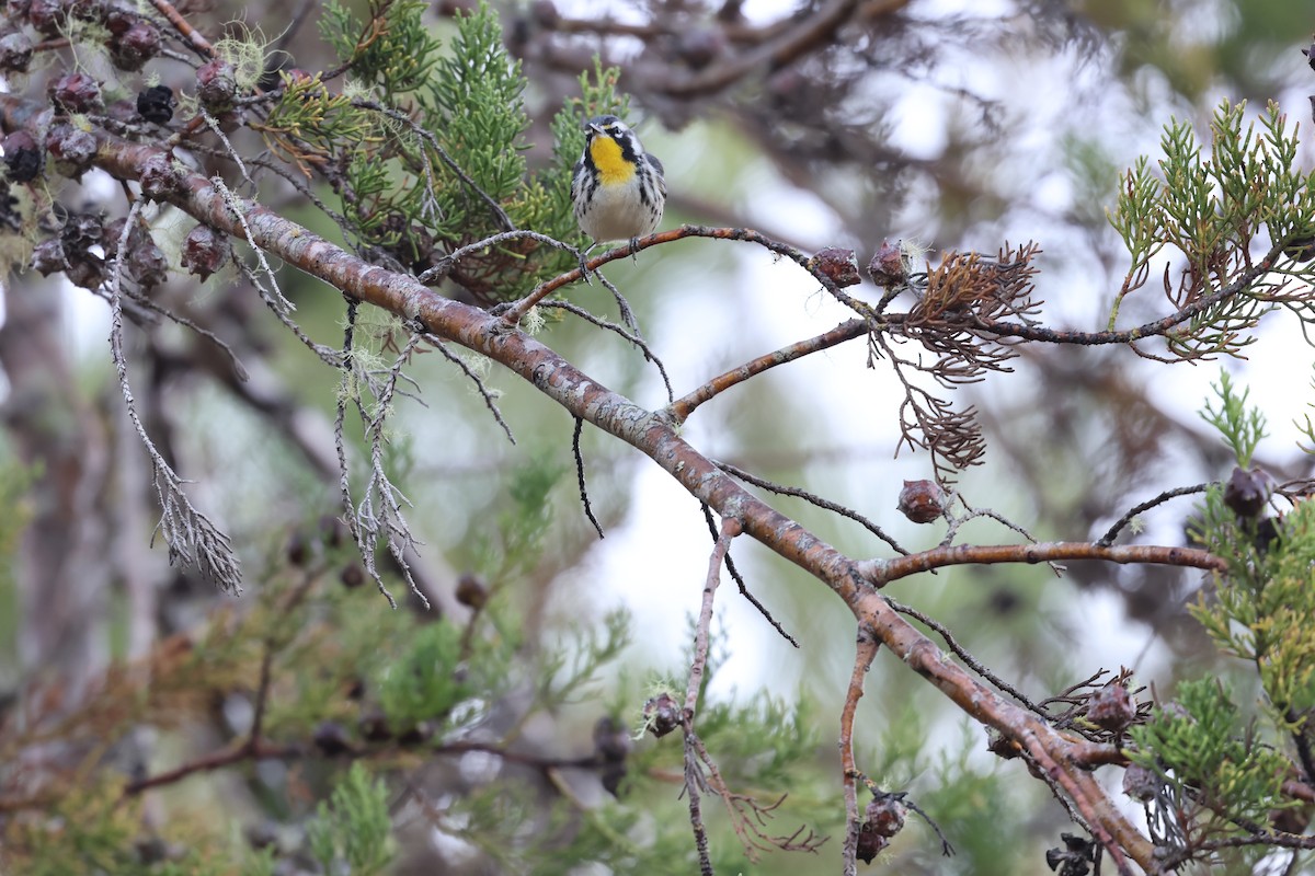 Paruline à gorge jaune - ML647049901