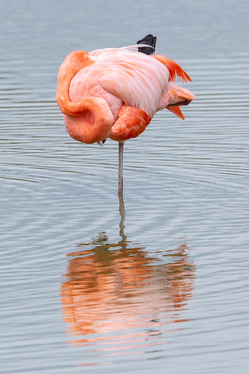 American Flamingo - ML647049906