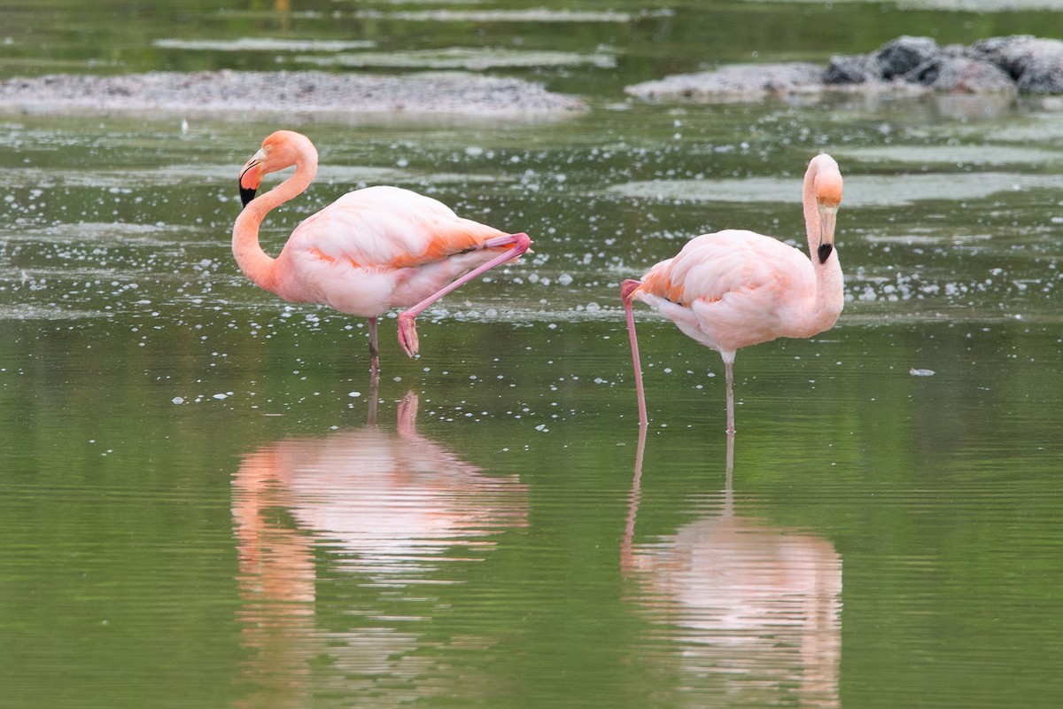 American Flamingo - ML647049907