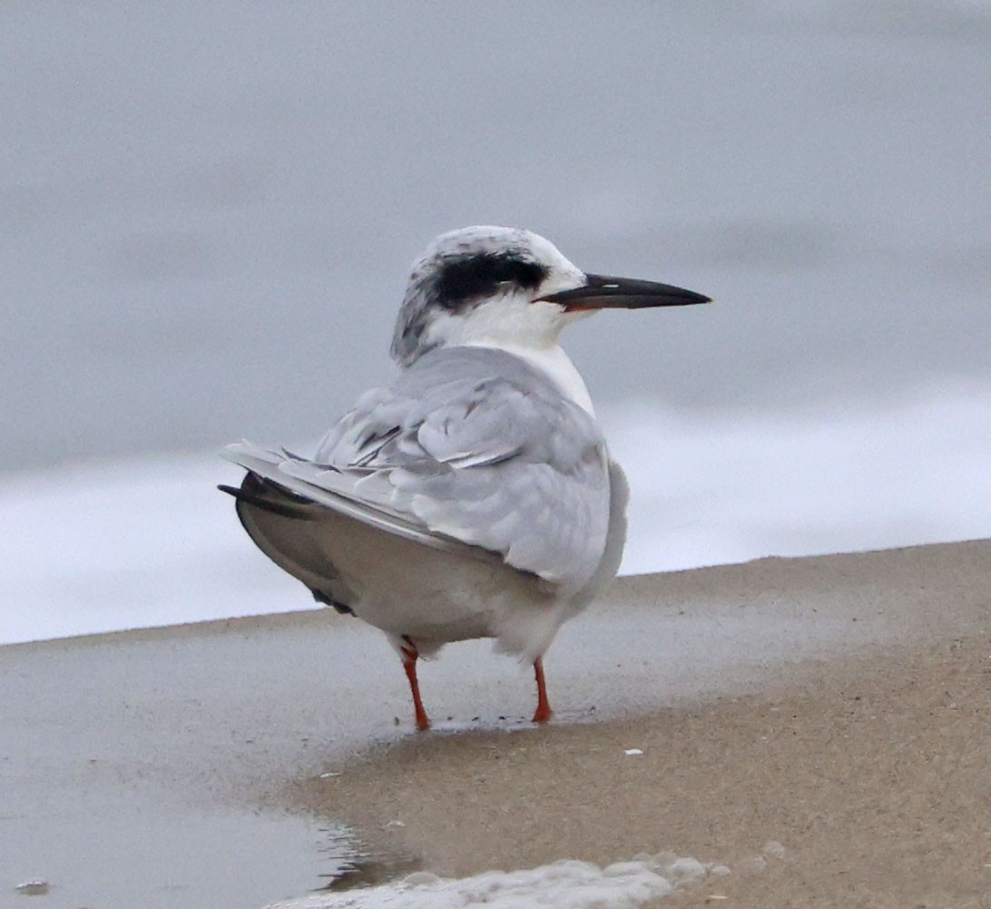 Forster's Tern - ML647049909