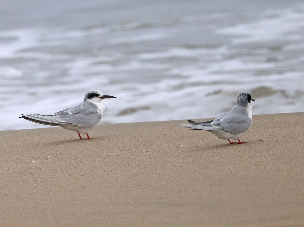 Forster's Tern - ML647049910