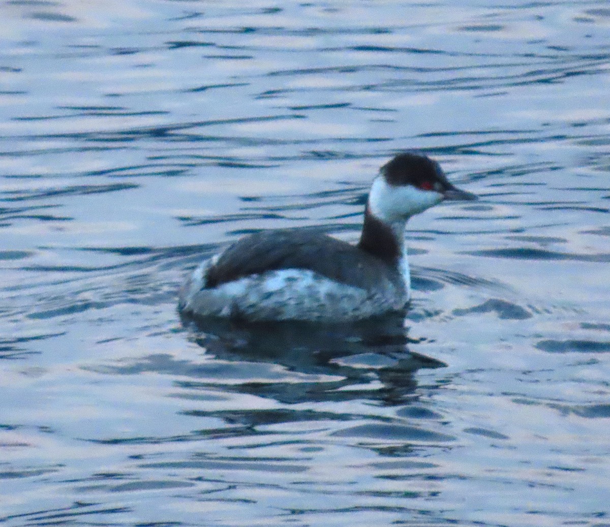 Horned Grebe - ML647049913