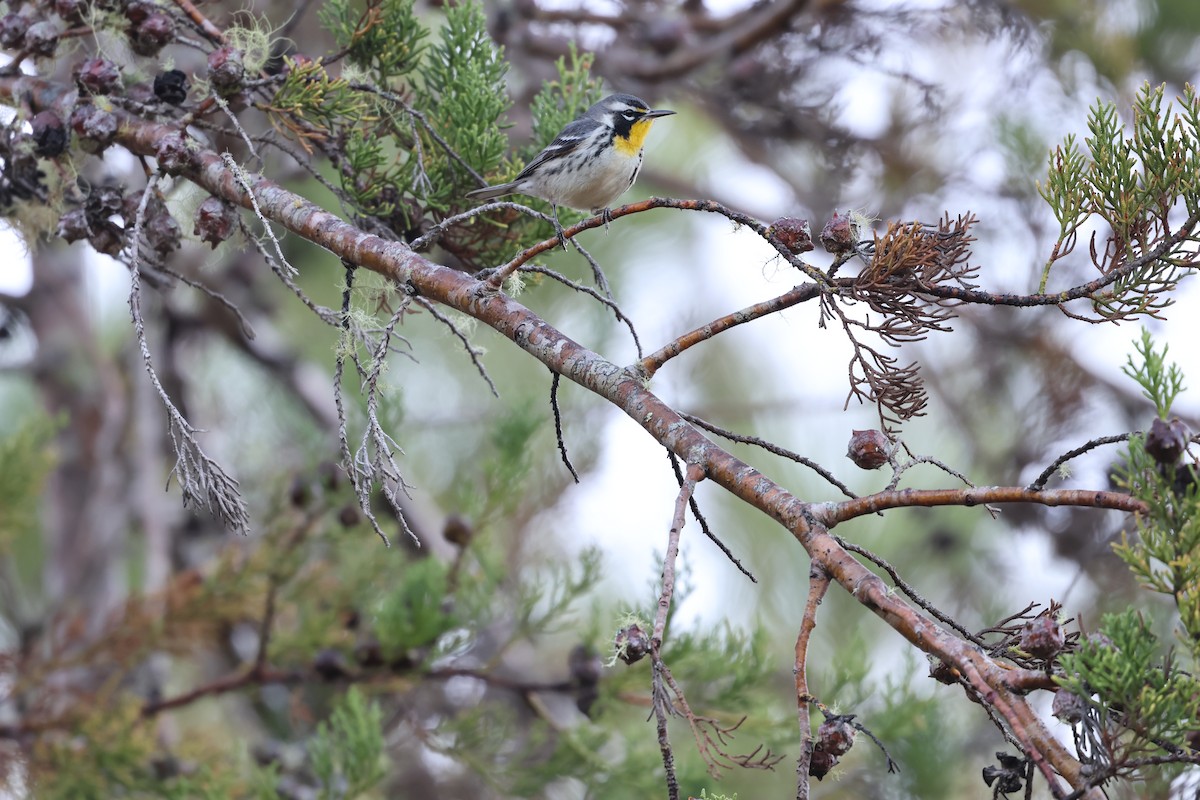 Paruline à gorge jaune - ML647049915