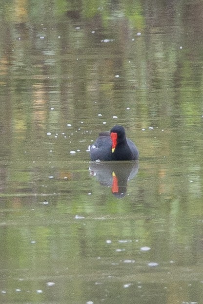 Common Gallinule - ML647049916