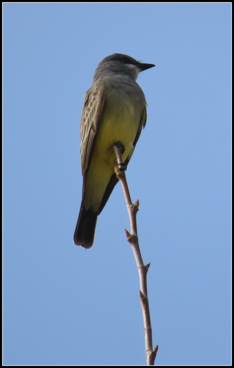 krattkongetyrann - ML647049929