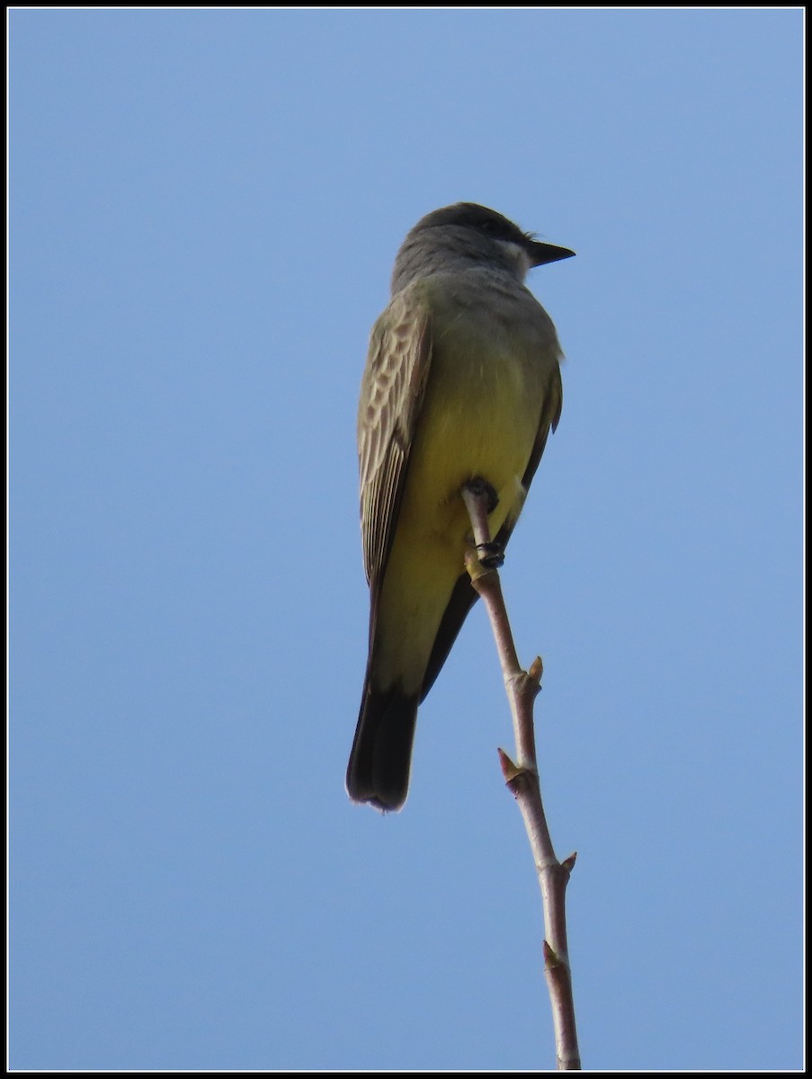 krattkongetyrann - ML647049930