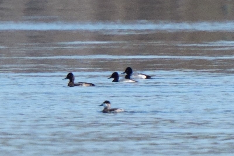 Gobbo della Giamaica - ML647049932