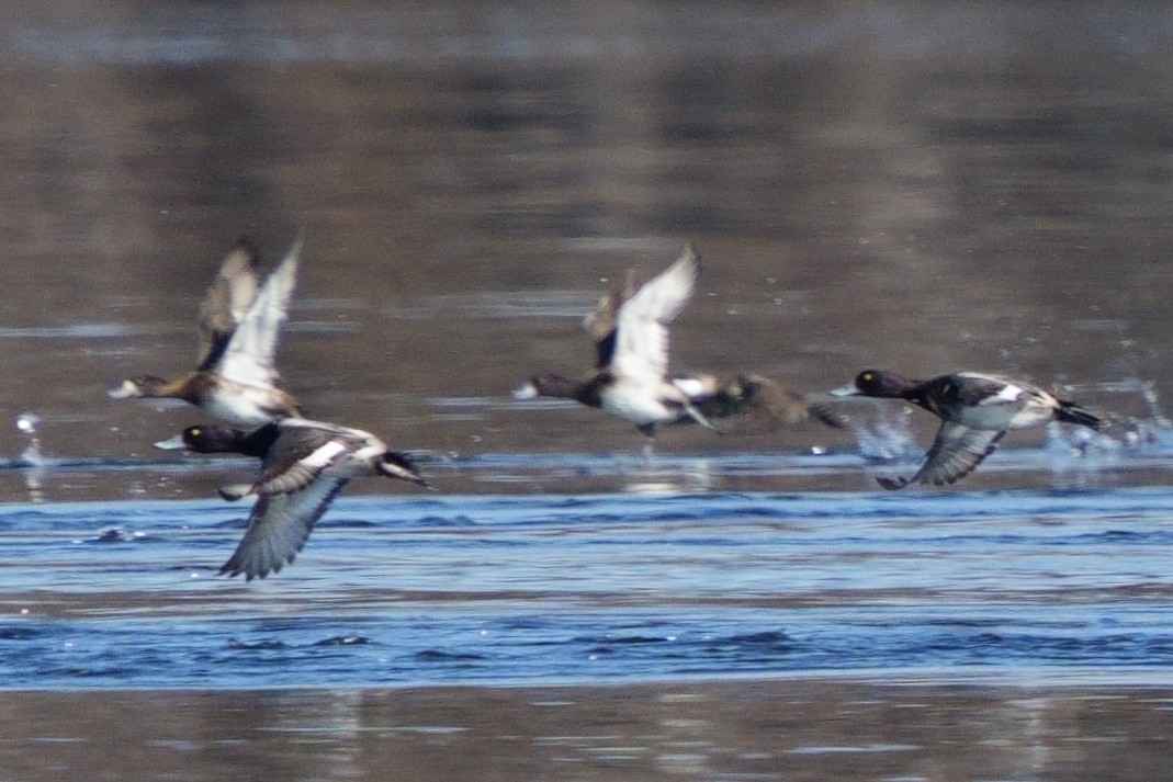 Gobbo della Giamaica - ML647049933