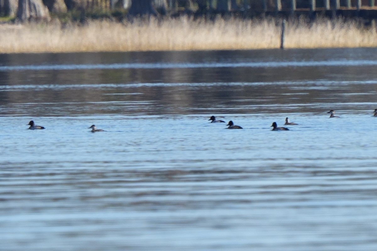 Gobbo della Giamaica - ML647049934