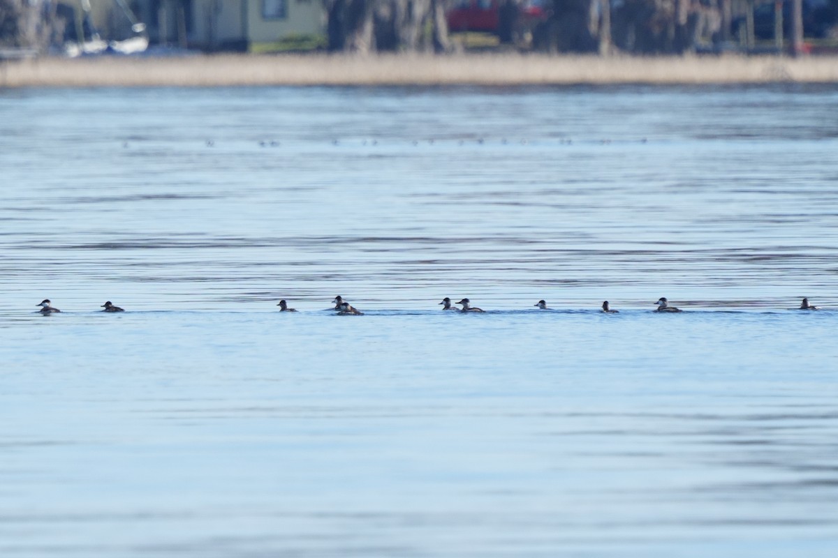 Gobbo della Giamaica - ML647049935