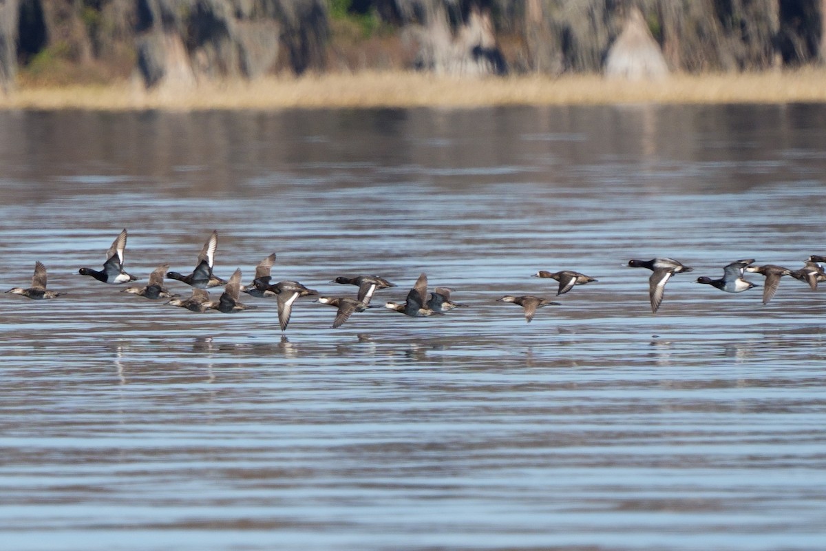 Gobbo della Giamaica - ML647049936