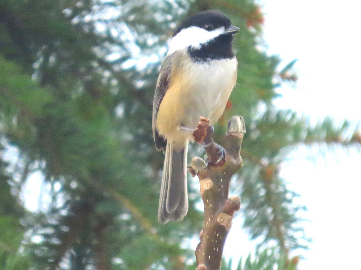 Black-capped Chickadee - ML647049937
