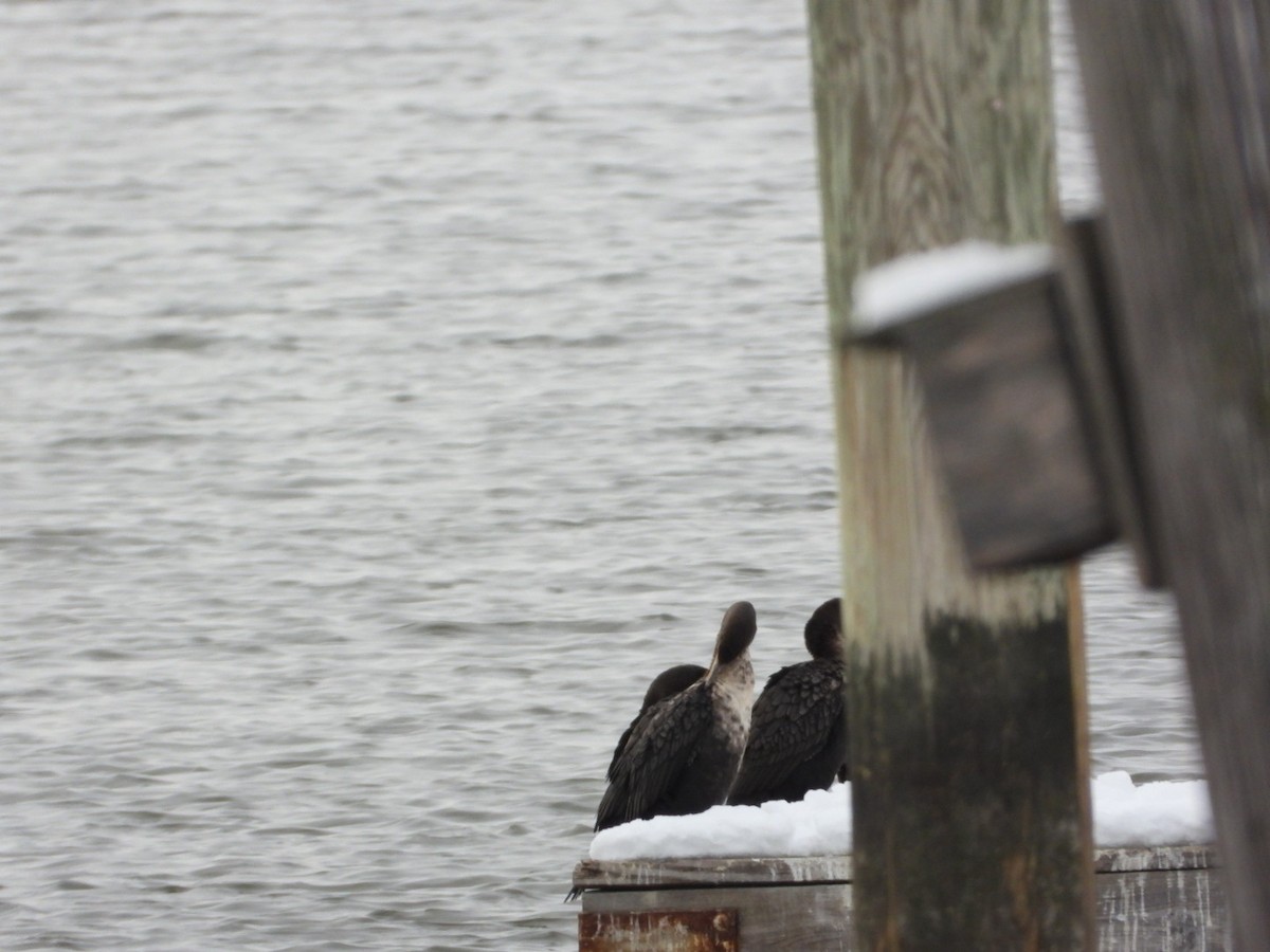 kormorán ušatý - ML647049938